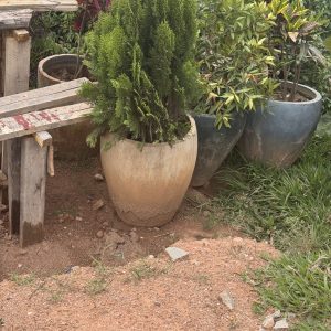 compact cypress