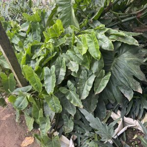 heart leaf philodendron
