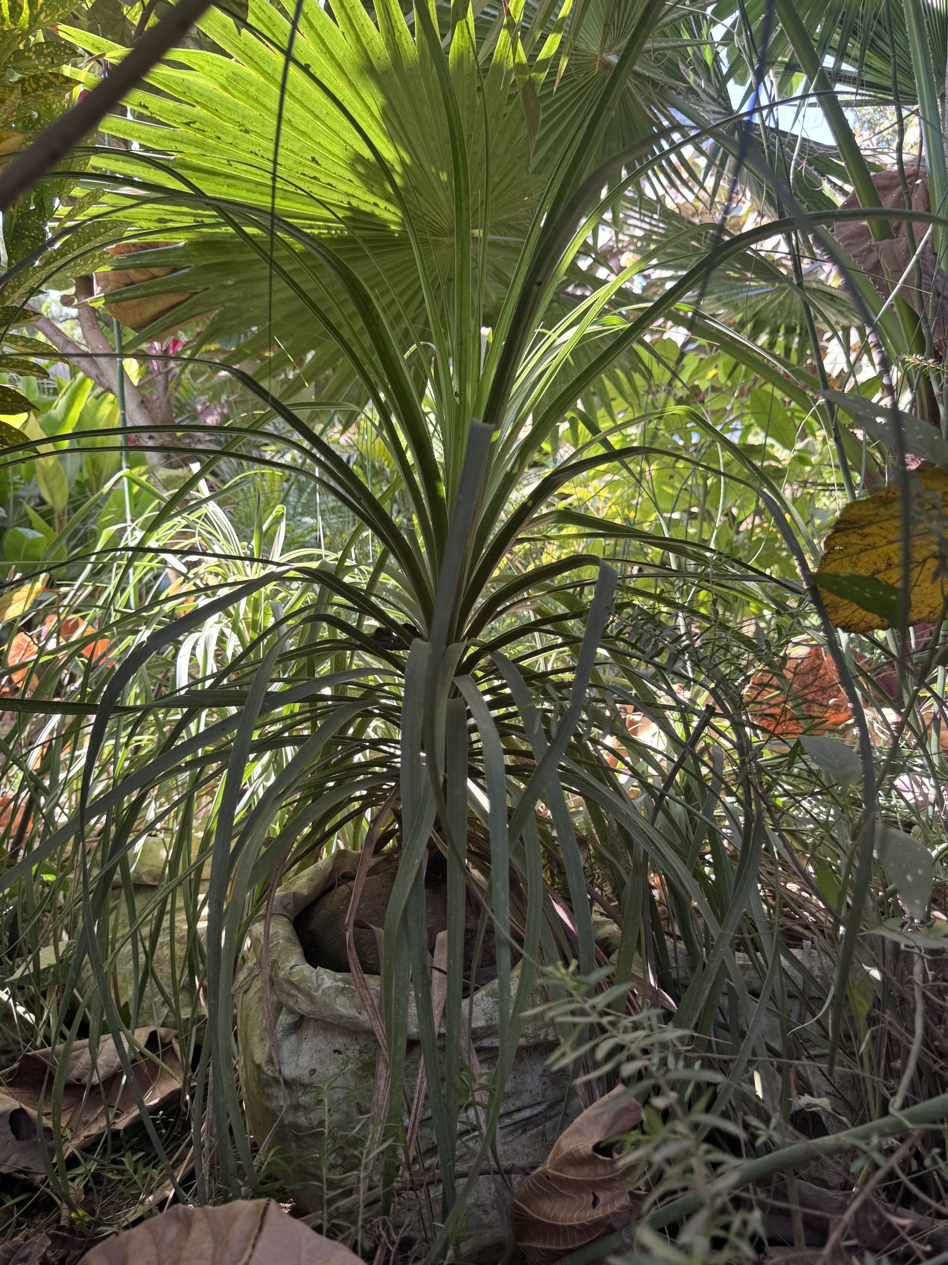 Lush palm canopy at Petal Paradise Nursery plant shop in Kigali, Rwanda