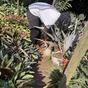 bromeliad / guzmania