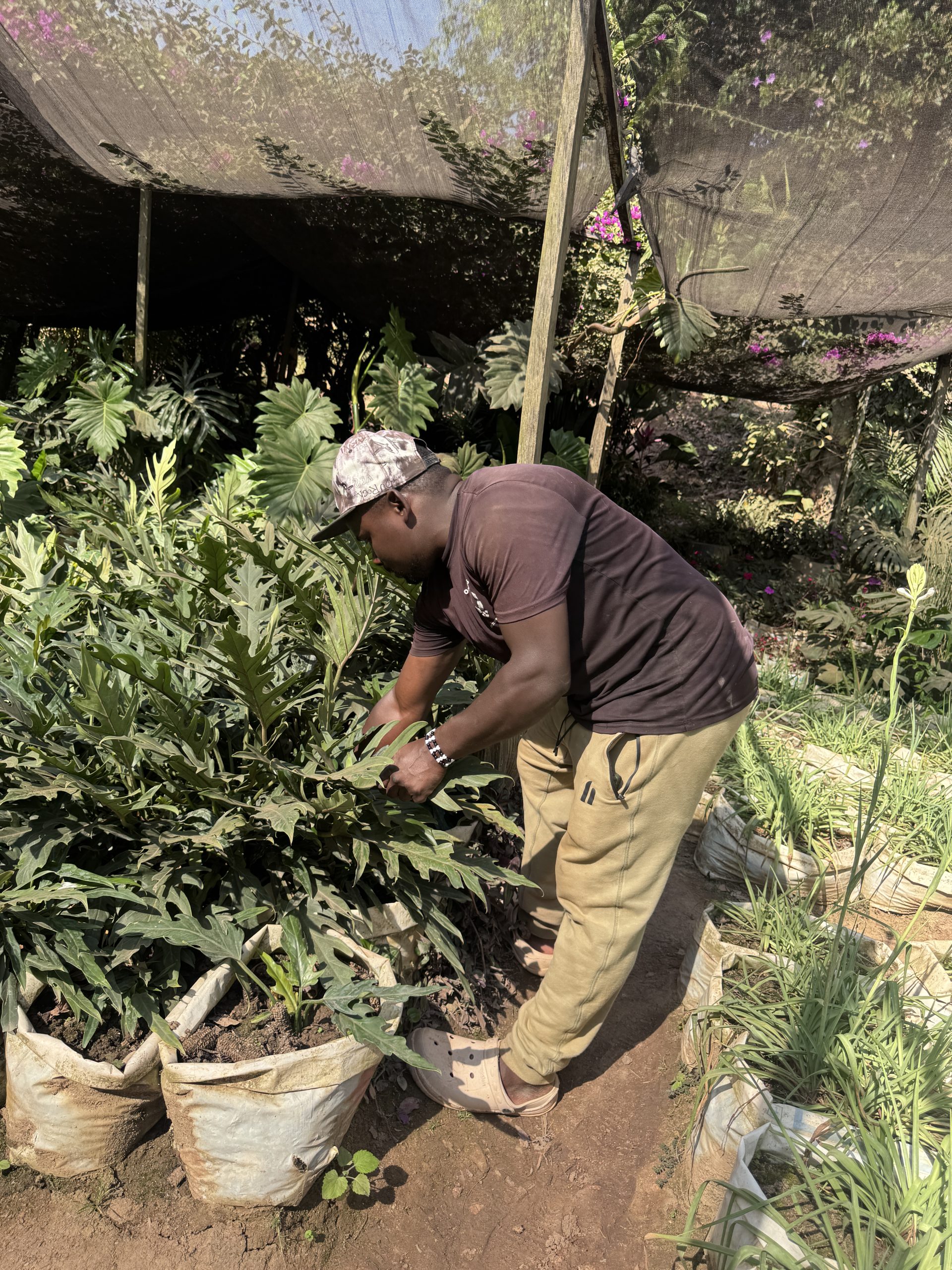 Nursery worker trimming philodendron plants at Petal Paradise Kigali