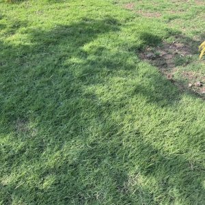 lawn grass / pelouse