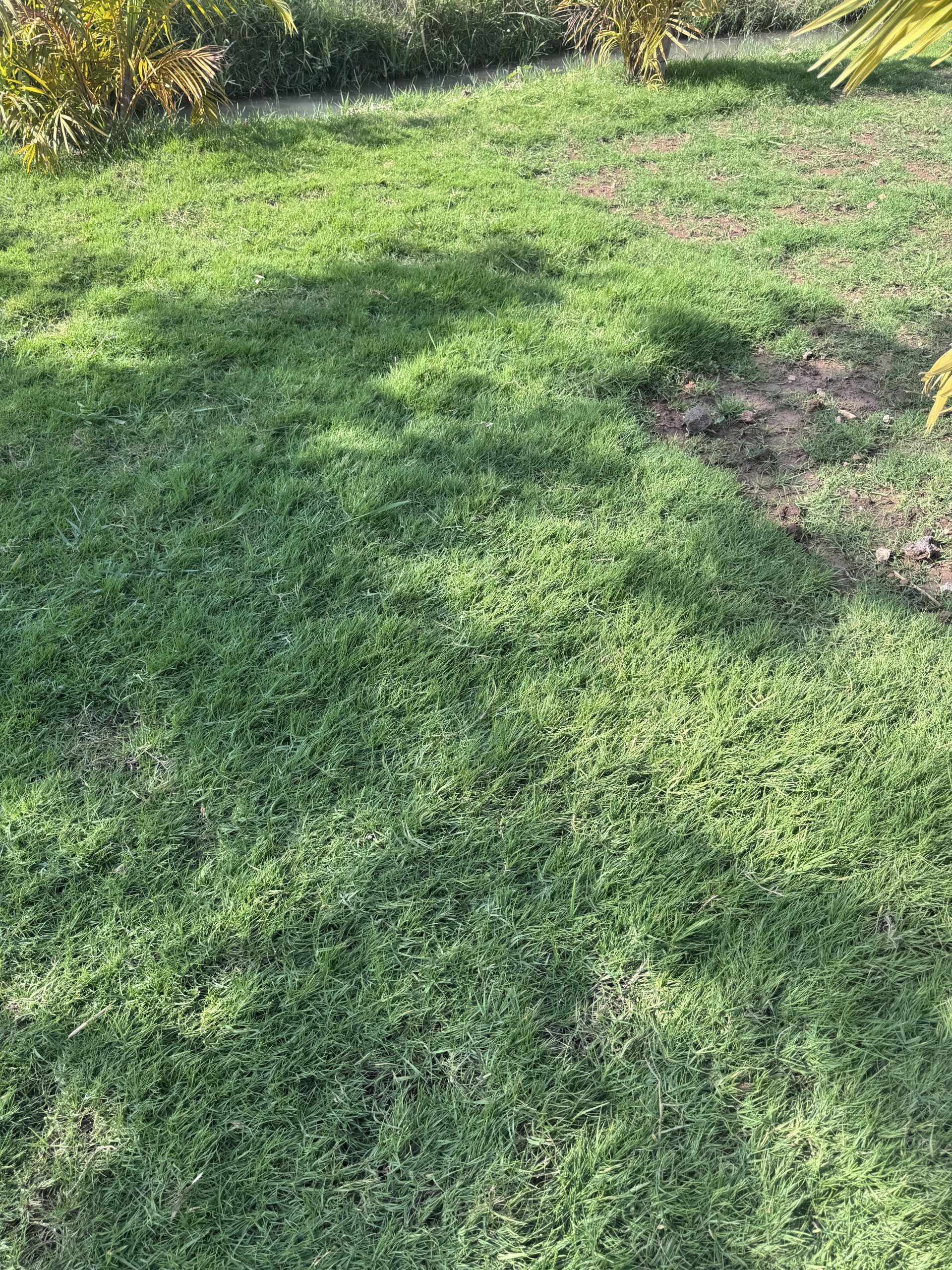 Fresh turf grass grown for sale at Petal Paradise Nursery Kigali