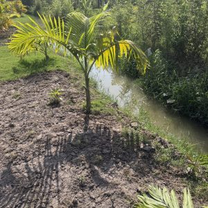 triangle palm