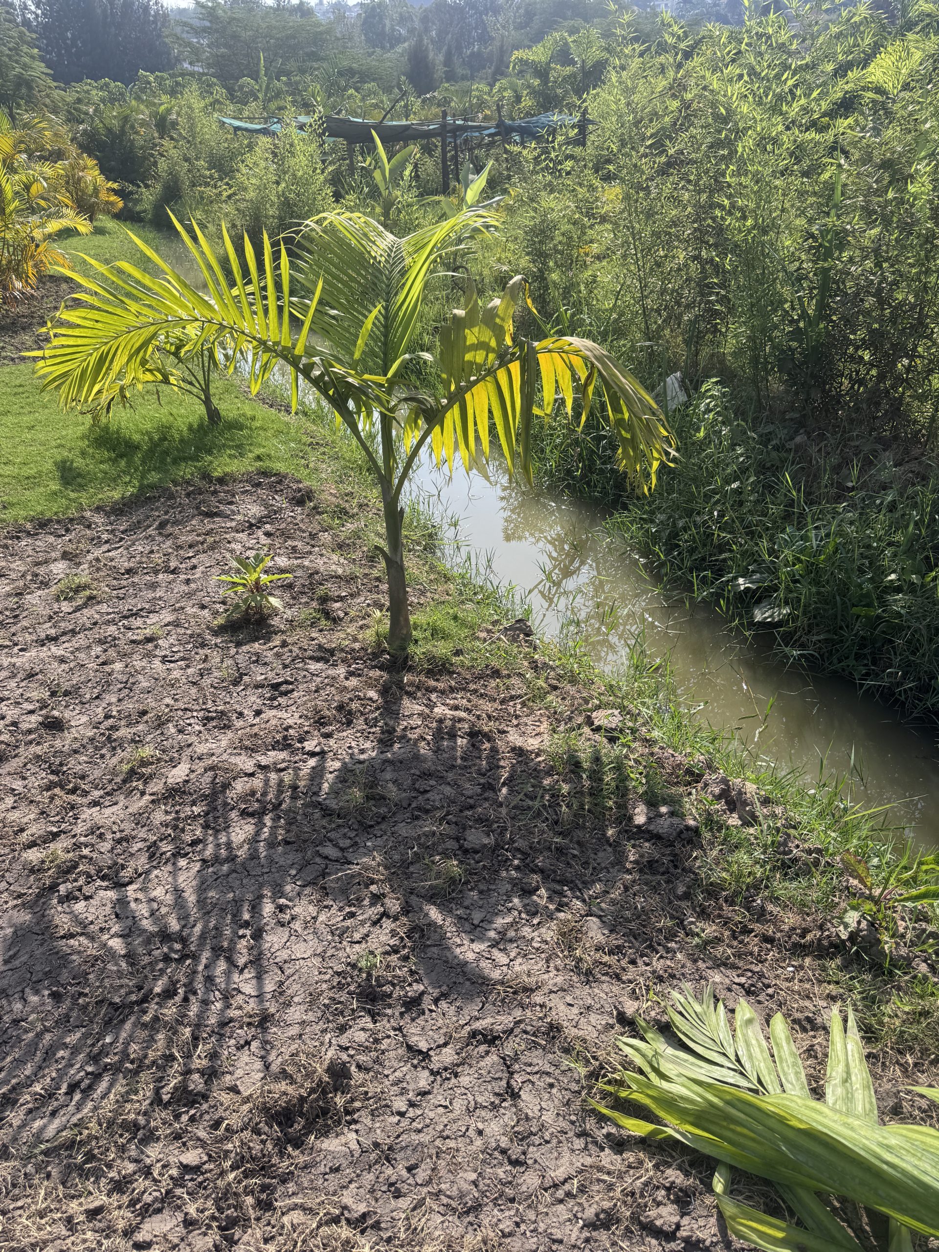 Young palm tree sapling growing near water channel at Kigali nursery