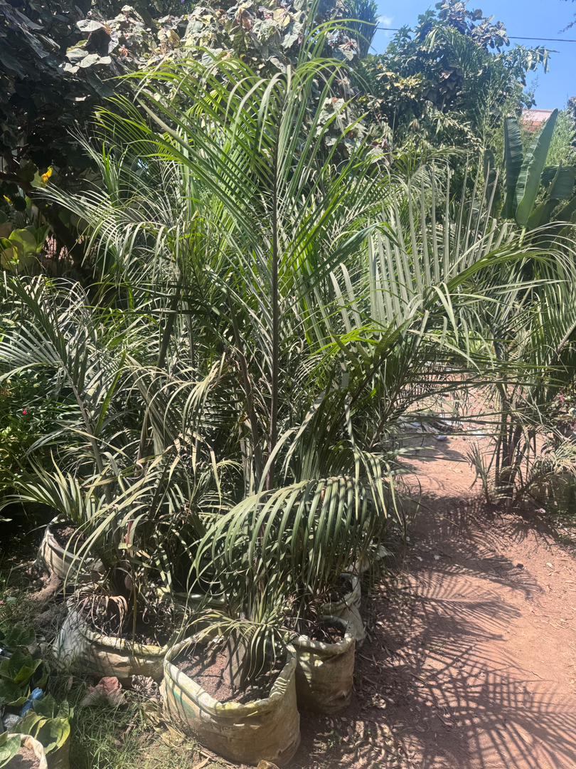 Healthy areca palm growing in recycled sack pot at Kigali nursery