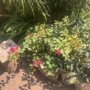 bougainvillea