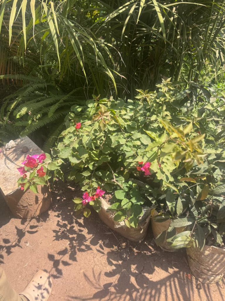 Home Pink bougainvillea flowers blooming at Petal Paradise Nursery Kigali