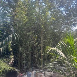 bamboo