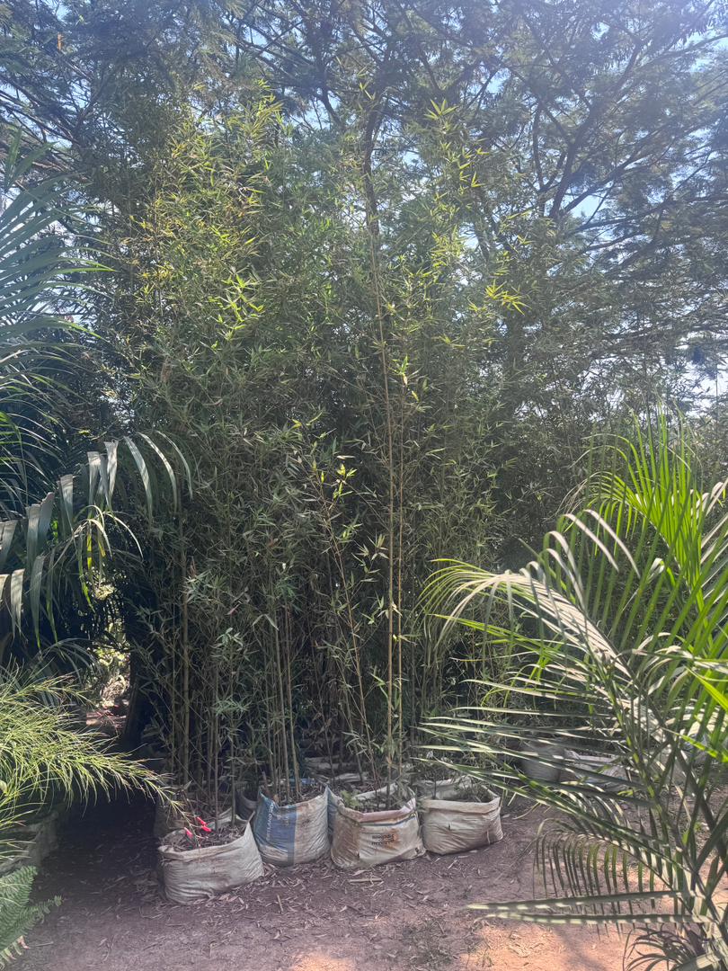 Tall bamboo cluster growing in sack planters at Rwanda plant nursery